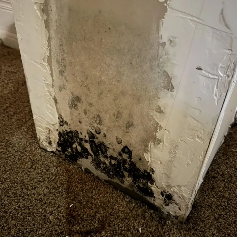 Professional Mold Removal in Henryetta, OK